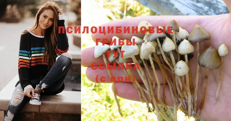 Псилоцибиновые грибы Cubensis  OMG вход  Северодвинск 